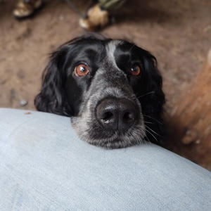 Братья меньшие