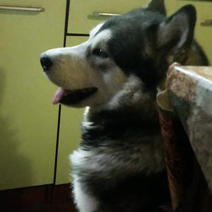 Братья меньшие