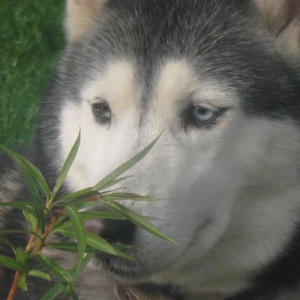 Братья меньшие