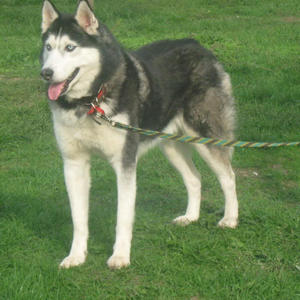 Братья меньшие