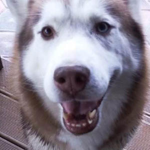 Братья меньшие