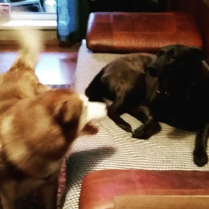 Братья меньшие