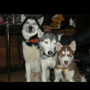 Братья меньшие