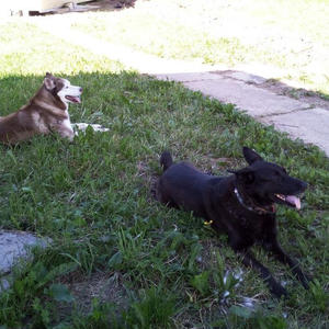 Братья меньшие