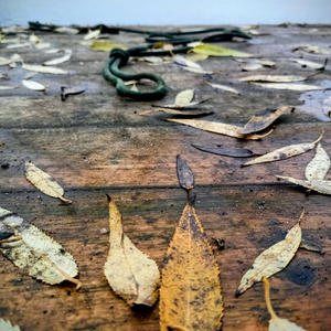 Осенние листья на старом причале