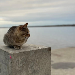 Хвостатый философ на бетонном причале