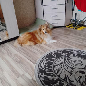 Братья меньшие