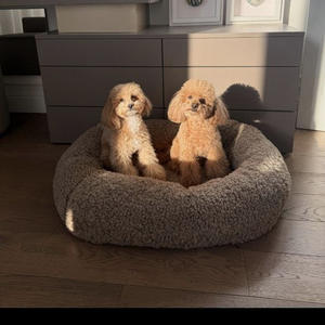 Братья меньшие