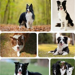 Братья меньшие