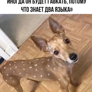 Братья меньшие