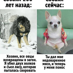 Братья меньшие