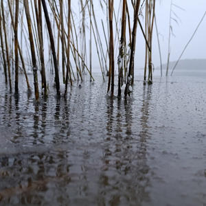 Камыш стоит по колено в тумане