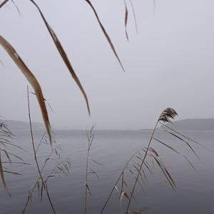 Камыш склонился над тишиной воды