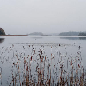 Камыши дышат туманом