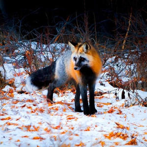 Братья меньшие