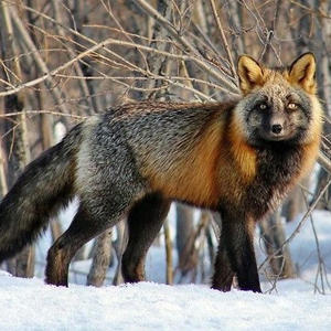 Братья меньшие