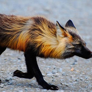 Братья меньшие