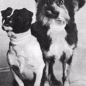 Братья меньшие