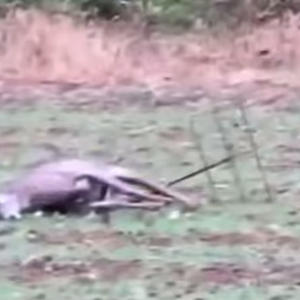 Братья меньшие