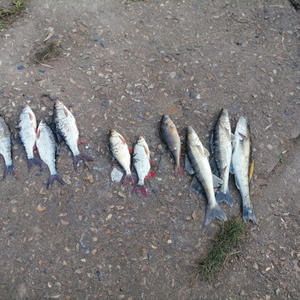 Двух браконьеров задержали на озере Стерж у деревни Палиха