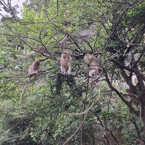 Братья меньшие