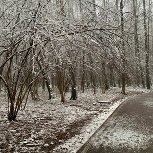 Братья меньшие