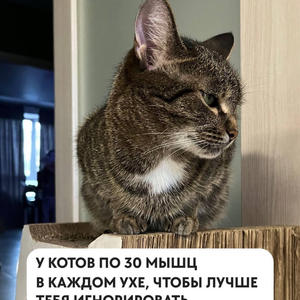 Братья меньшие