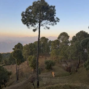 Братья меньшие