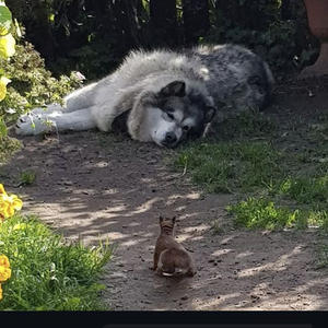 Братья меньшие