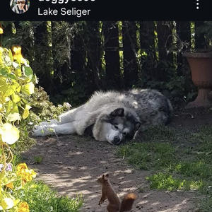 Братья меньшие