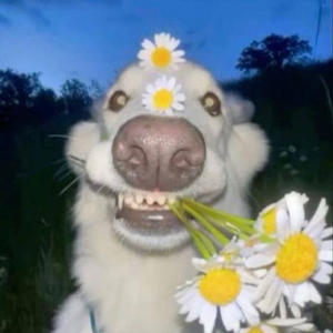 Братья меньшие