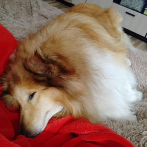 Братья меньшие