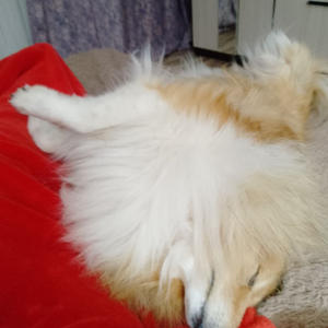 Братья меньшие