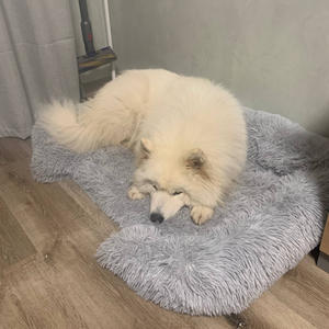 Братья меньшие