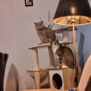 Братья меньшие