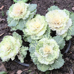 Всякое разное