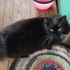 Братья меньшие