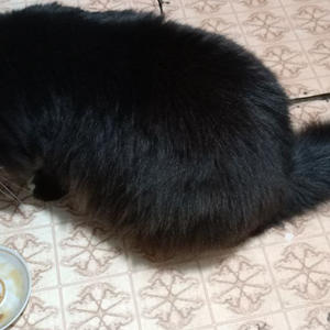 Братья меньшие