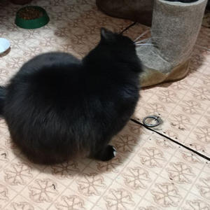 Братья меньшие