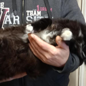 Братья меньшие