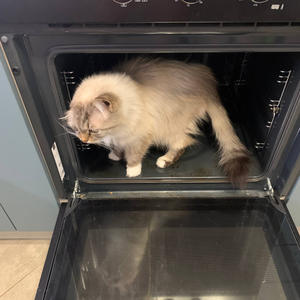 Братья меньшие