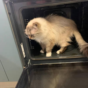 Братья меньшие