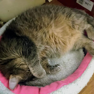 Братья меньшие