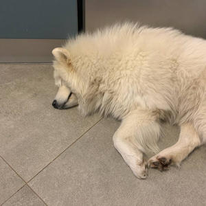 Братья меньшие