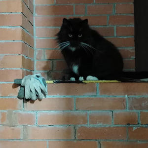 Братья меньшие