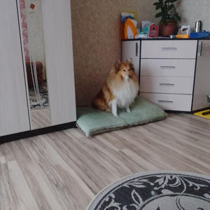 Братья меньшие