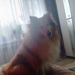 Братья меньшие