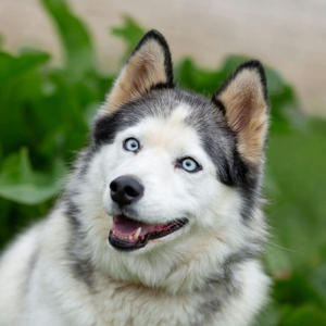 Братья меньшие