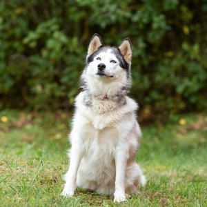 Братья меньшие