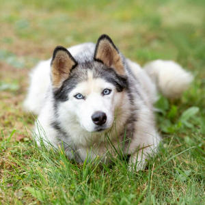 Братья меньшие